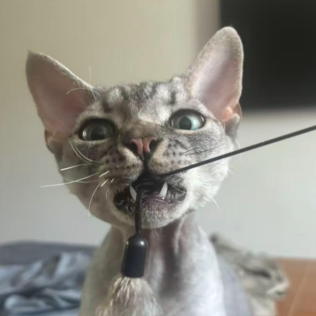 小程在努力ᰔᩚ