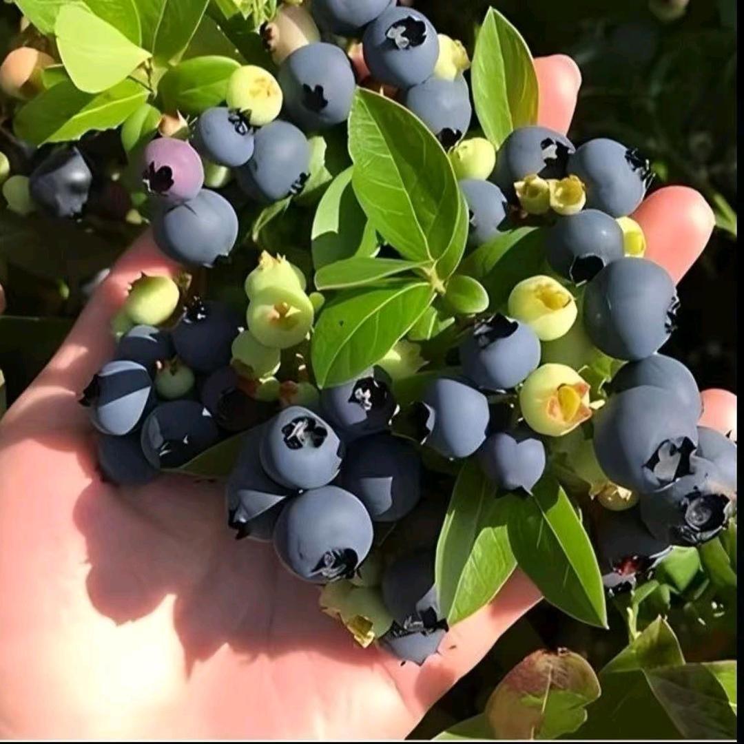 ANU志用果树苗木专卖店