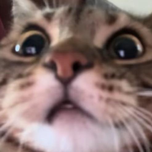 马爷是只吉祥物