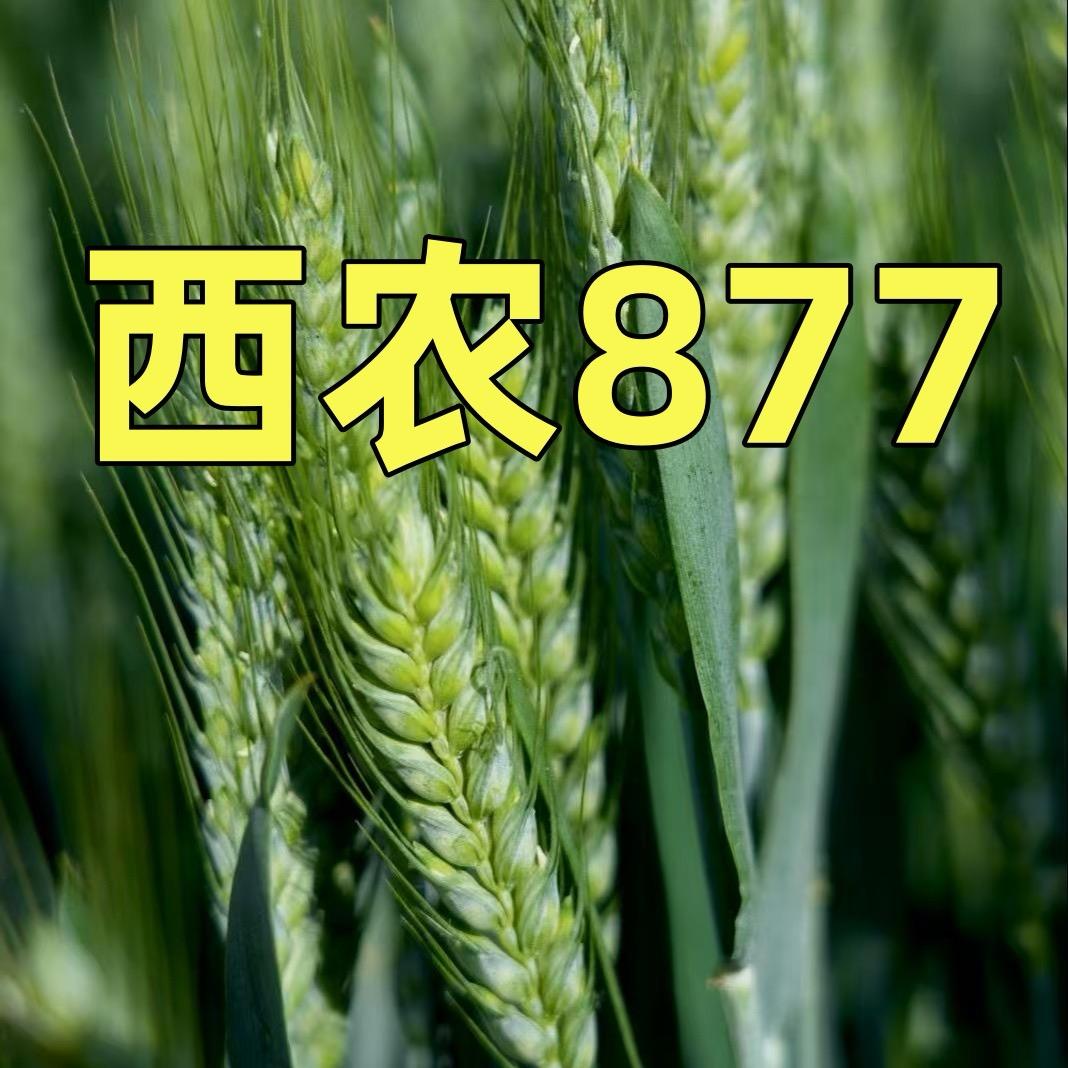 新农人小孟
