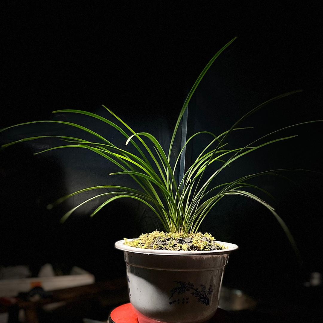 恩施硒《兰花》