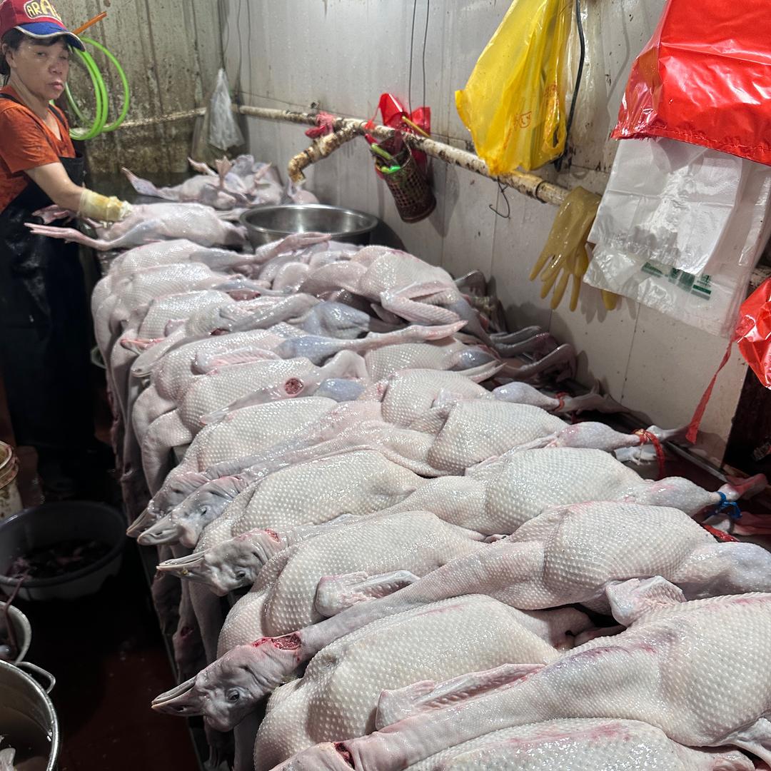 老四精品靓鸭鹅