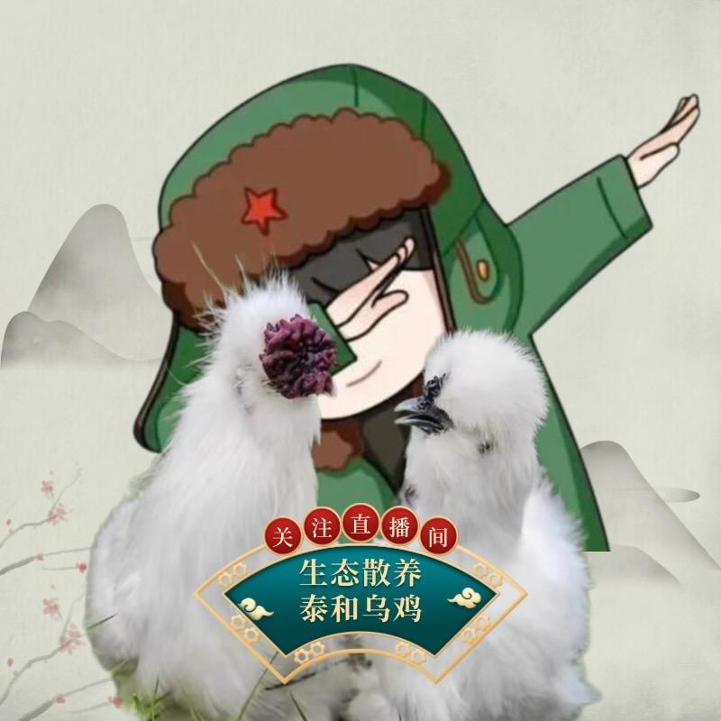 凤皈元纯种泰和乌鸡