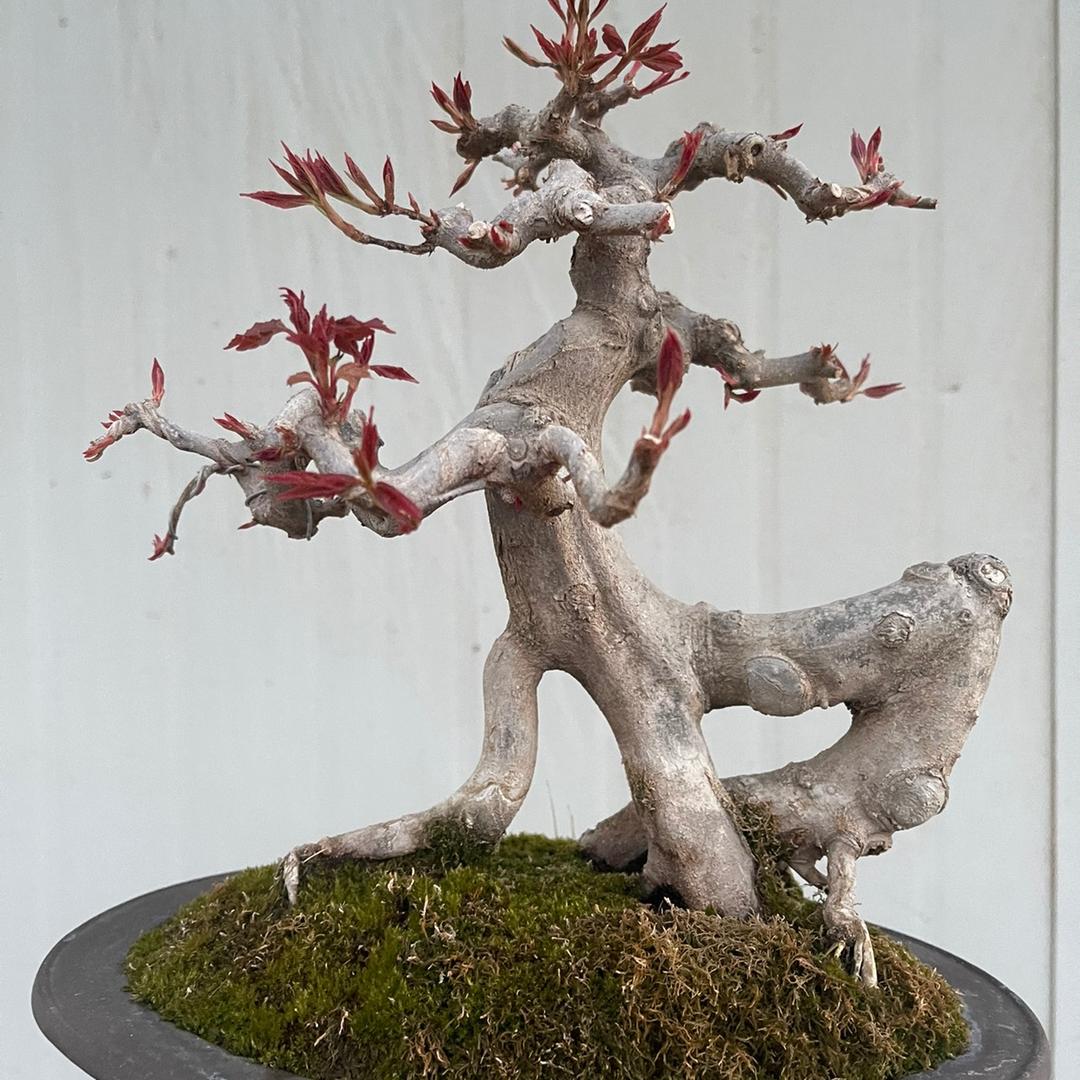 对节白蜡小魏盆景园