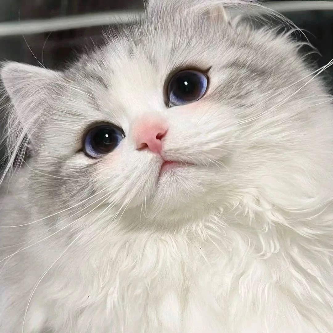 A菜菜.
