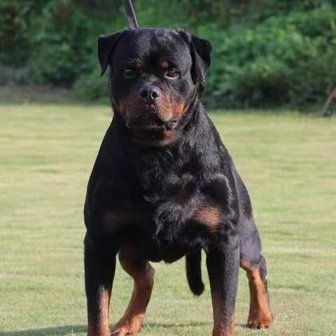 蓝田～光辉犬舍