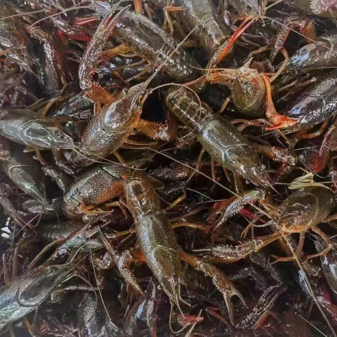 徐正龙虾