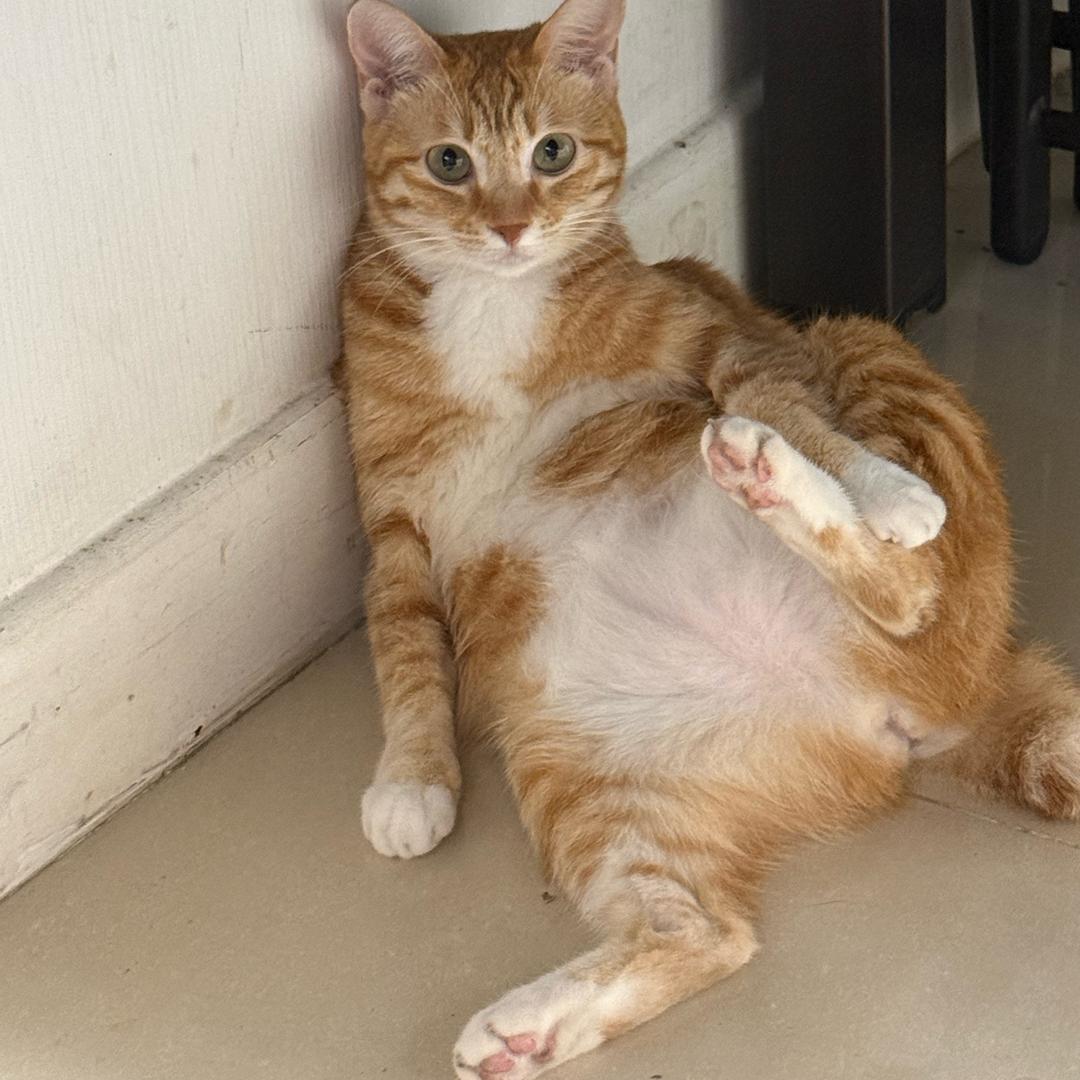 🐝马蜂大将军🐲🐉