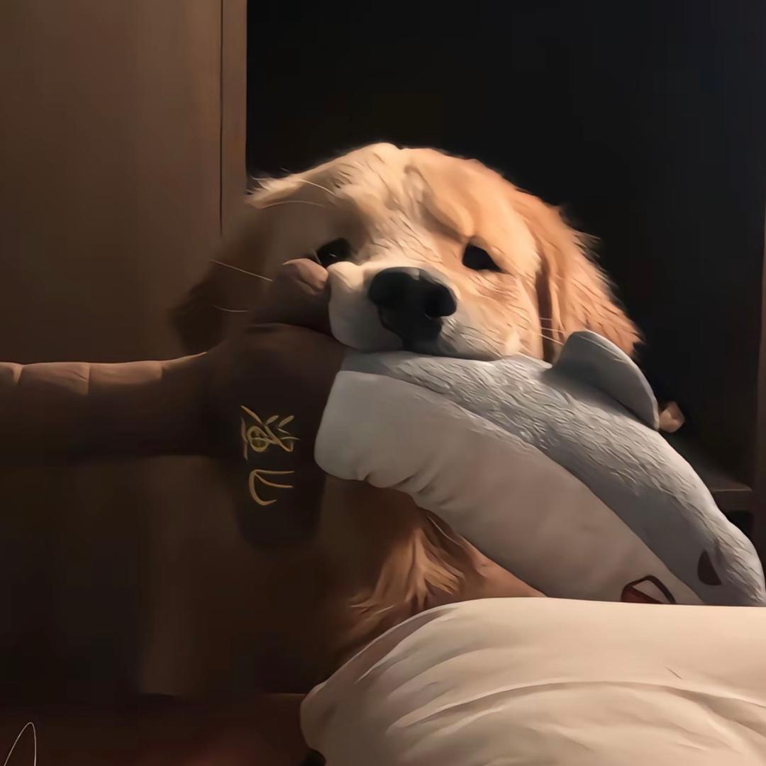 鲨鱼boy.