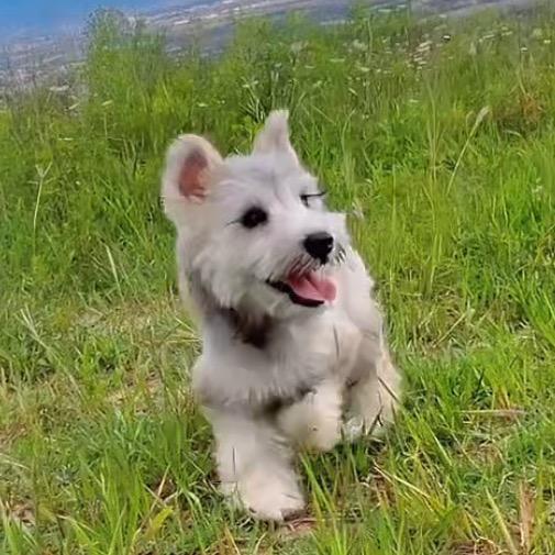 养雪纳瑞的祥子