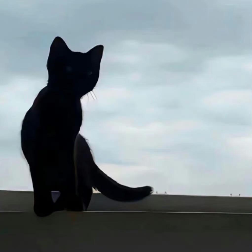 匹诺曹曹
