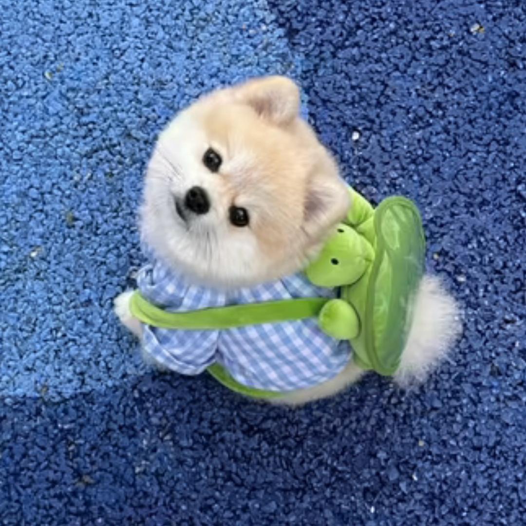 记 得 丽 总