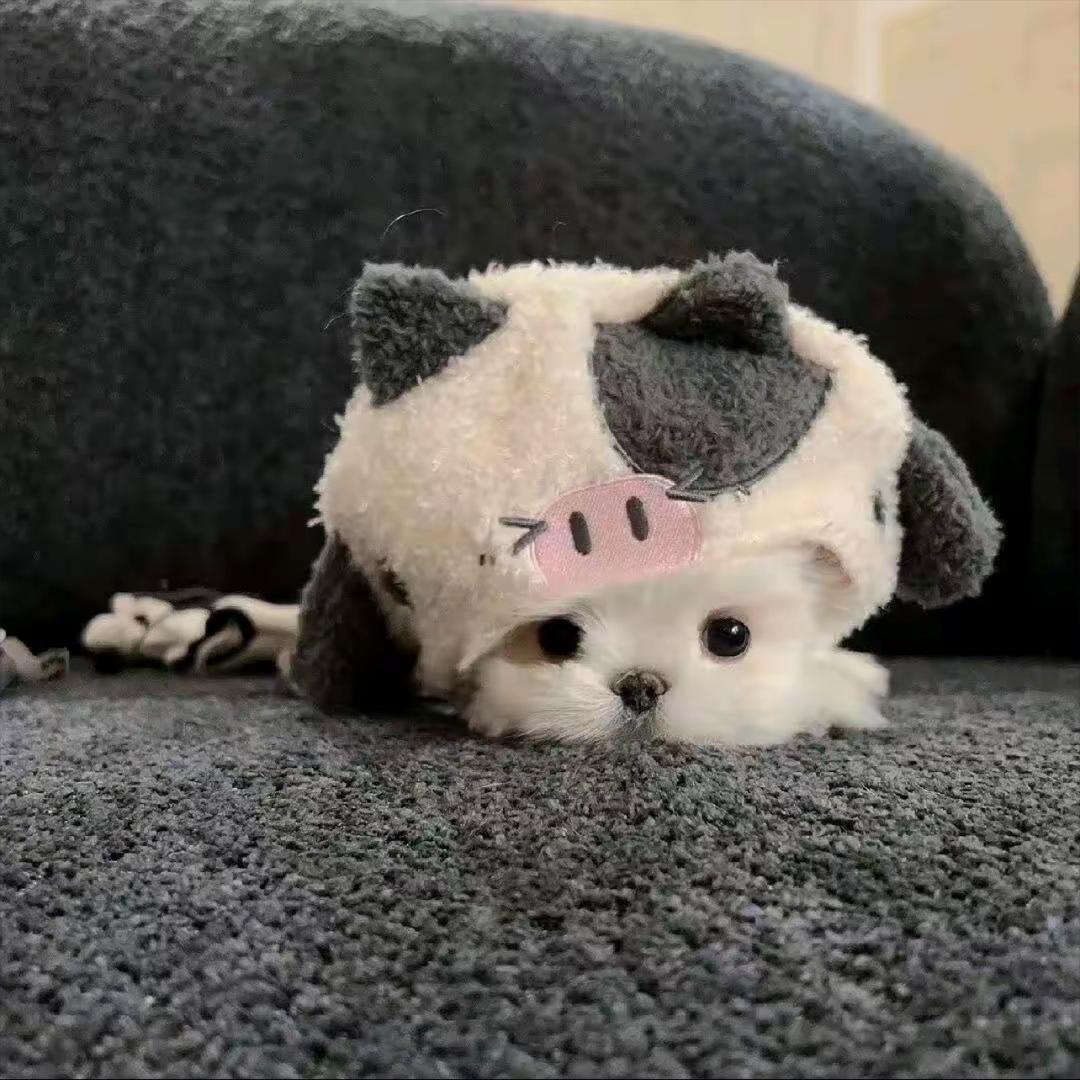 十一
