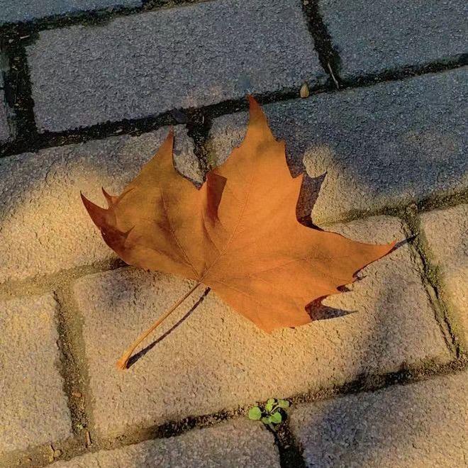 🌈❤️‍🩹疯子💝🈲