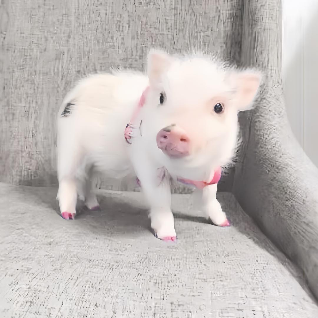 爱吃火锅的英雄