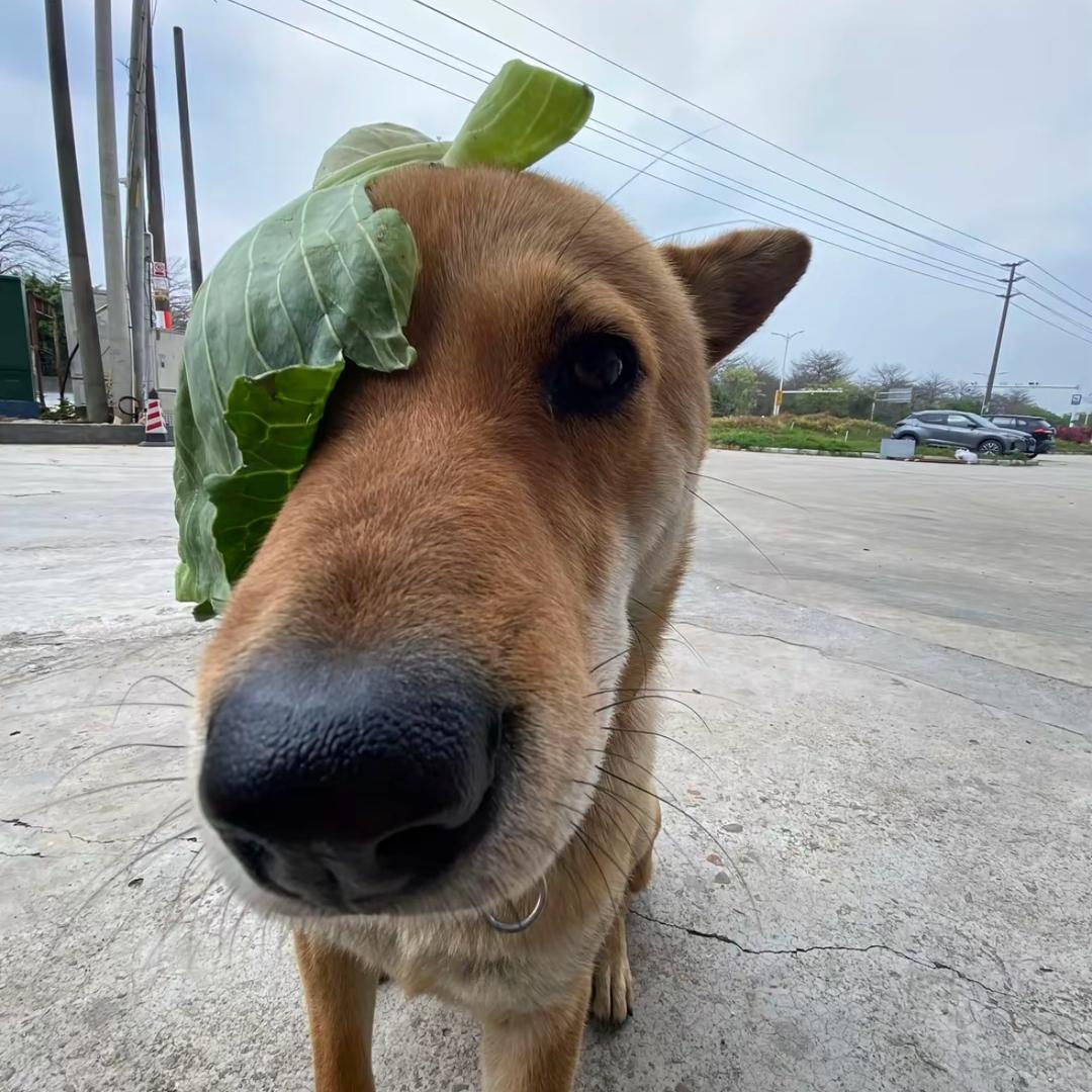 不解释番茄连招