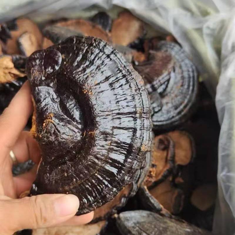 姚哥土特产（西藏黑灵芝）