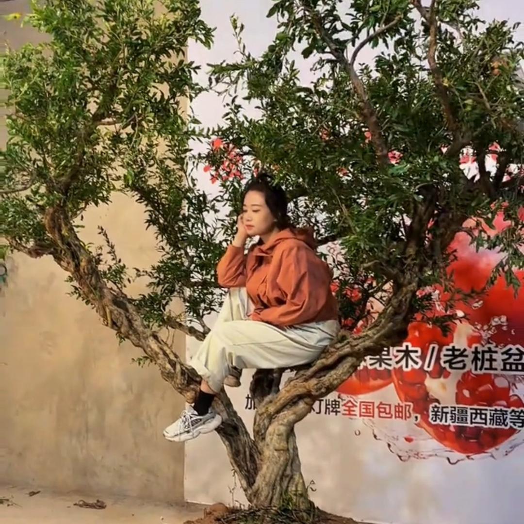 大红袍石榴老桩盆景园