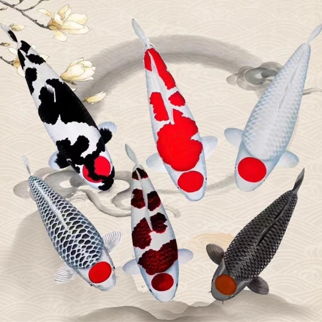 博雅水族(咸阳店)