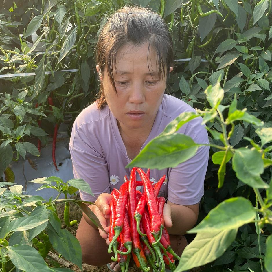 农村小田