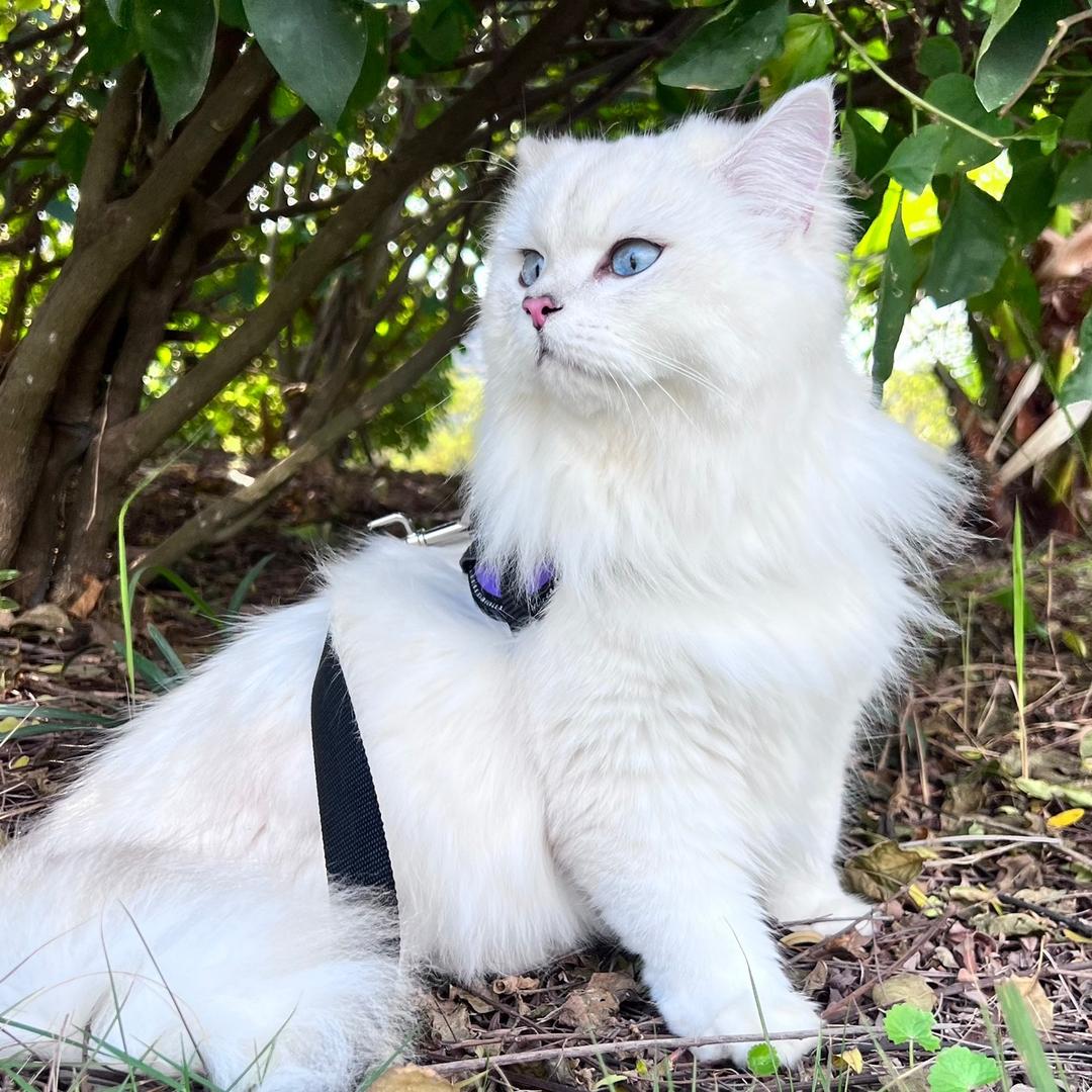 🌈Hi像样的大男孩