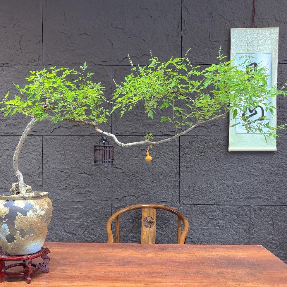 植觉精品盆景