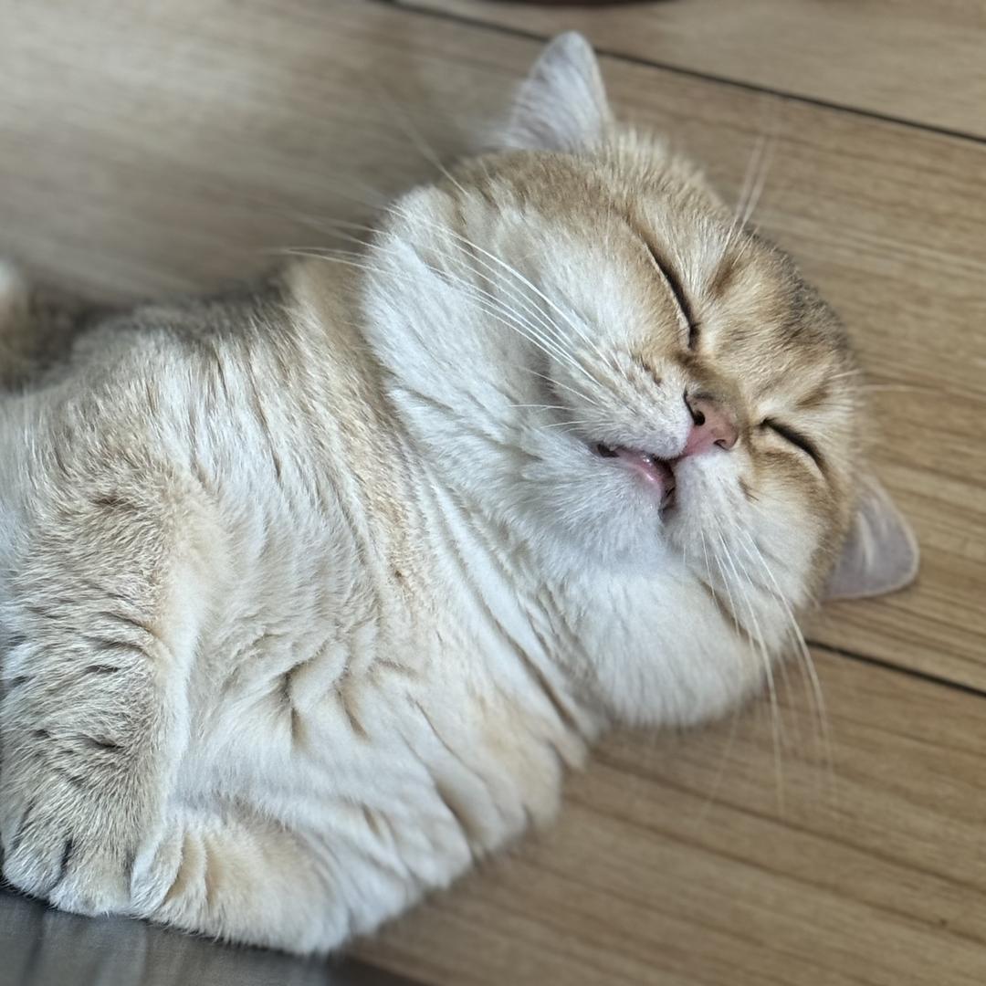 ☀️阳光彩虹小白兔🐰