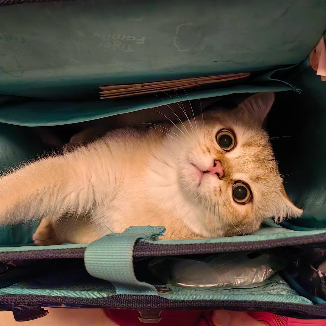 憨憨（彬彬同学）