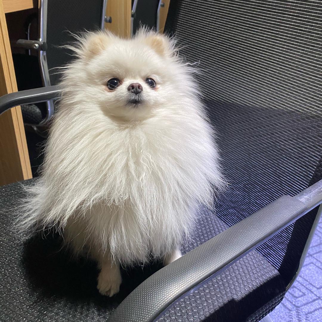 柚柚宝宝🐾