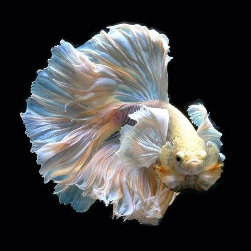 雷诺观赏鱼供应链代发批发