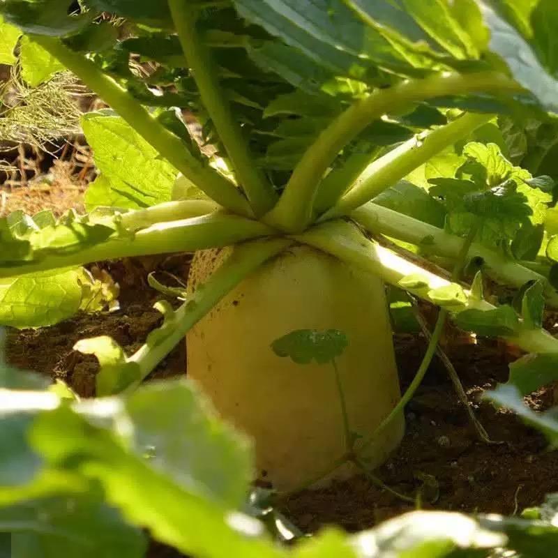 蔬菜推荐官