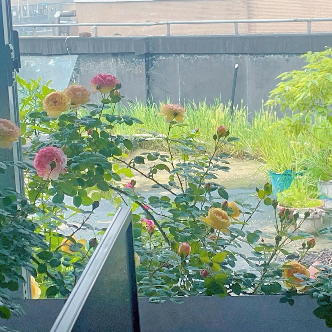 爱养花的甜甜