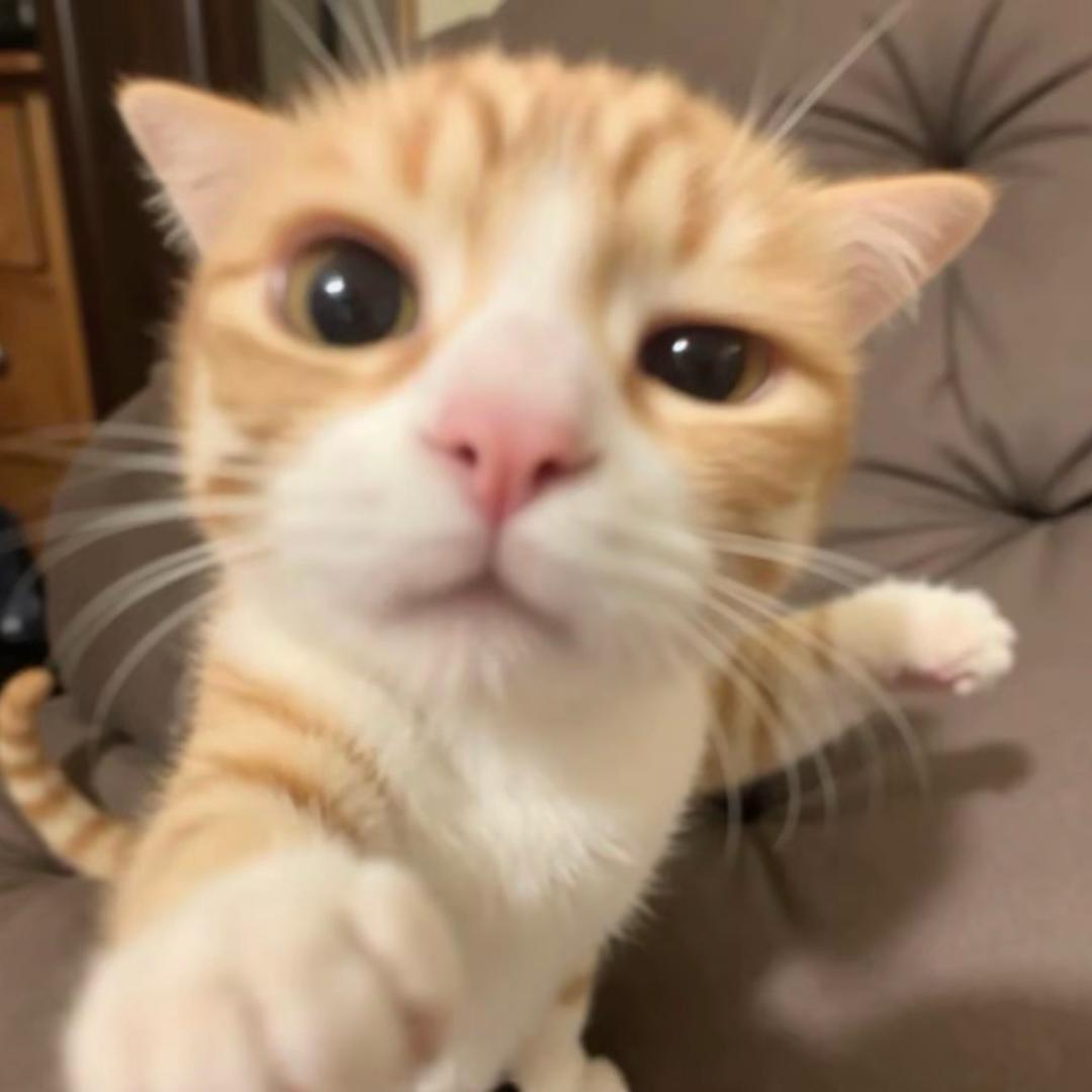 团团=･֊･=