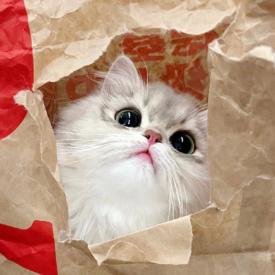 ◎