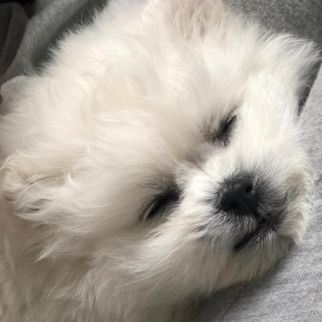 玛卡巴卡发芽了🌱