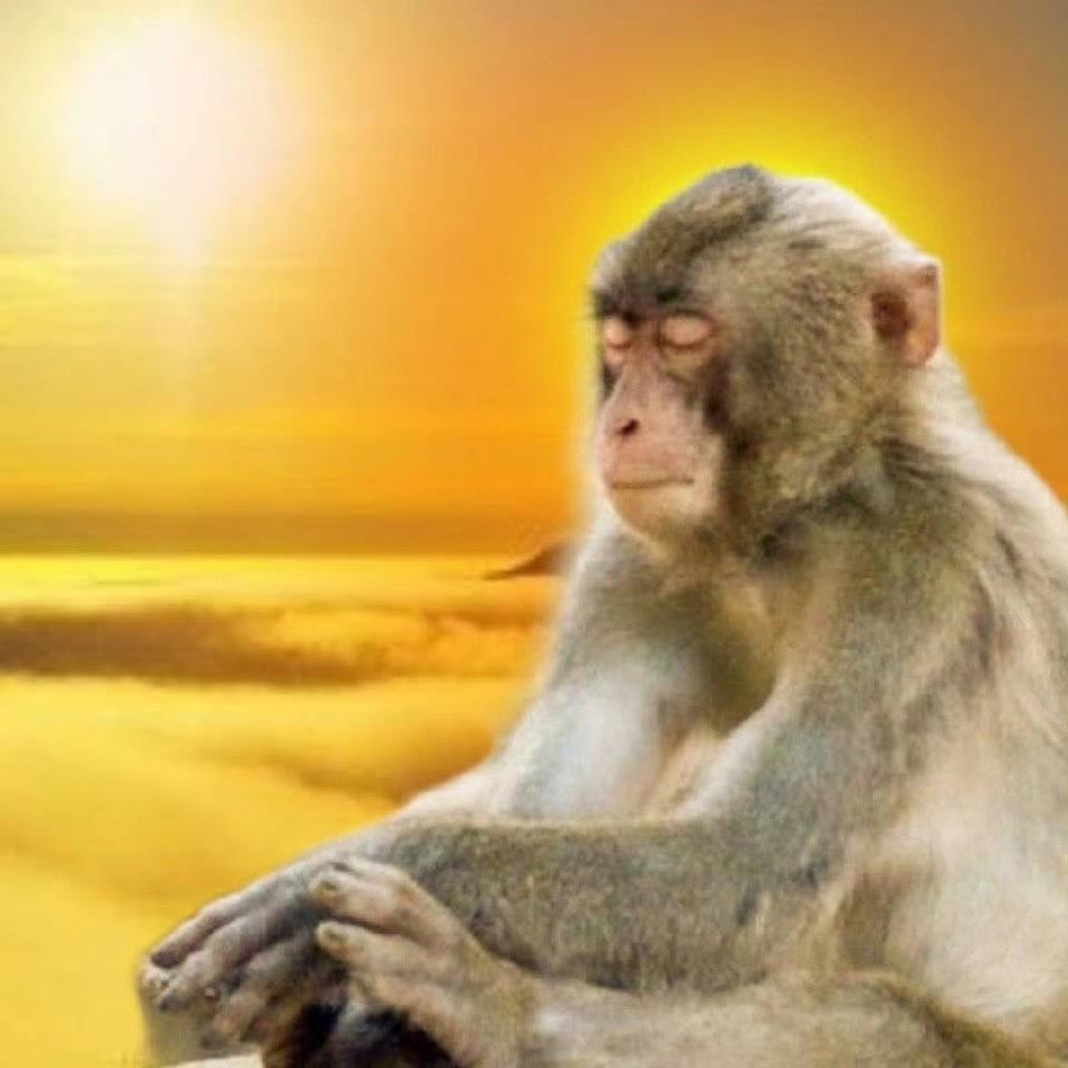我是猴子🐒