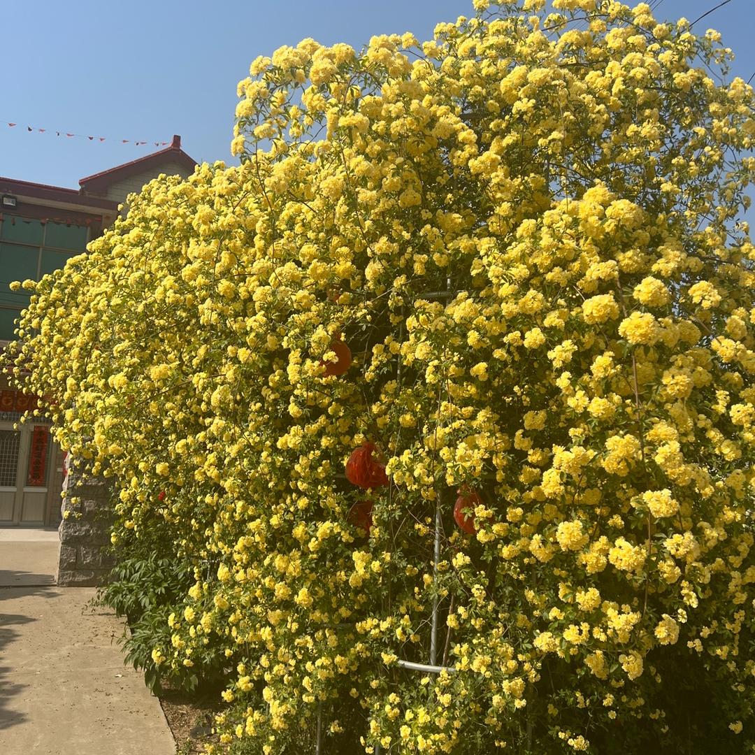 养花匠绿植基地