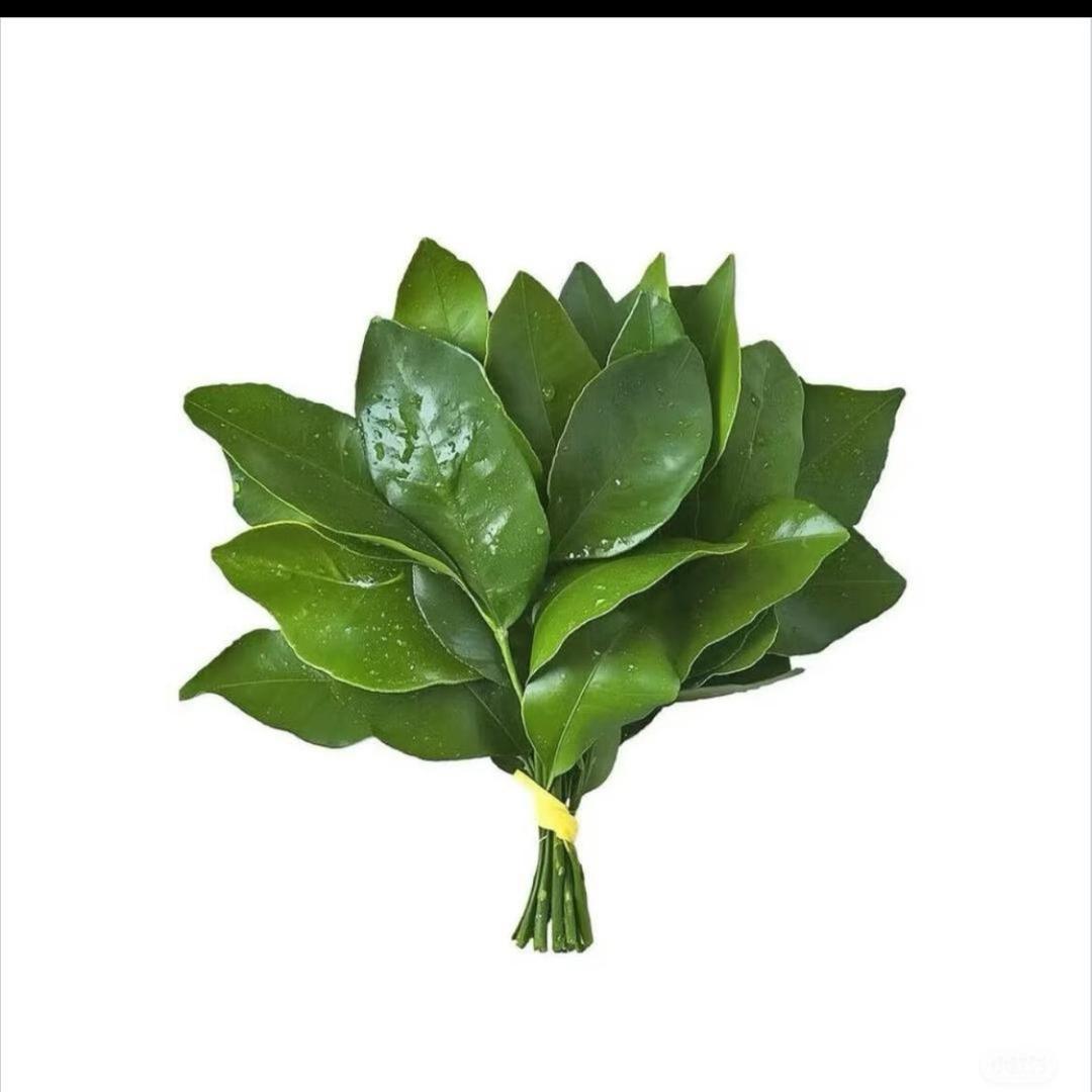 柯肥肥