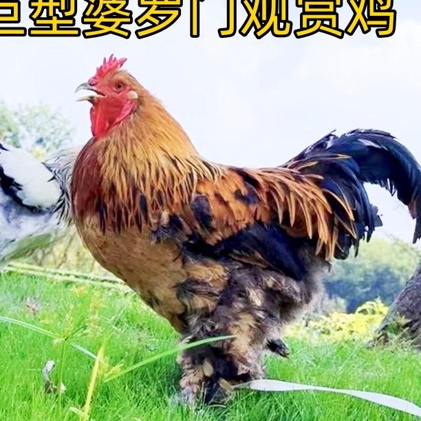 东妙婆罗门养殖