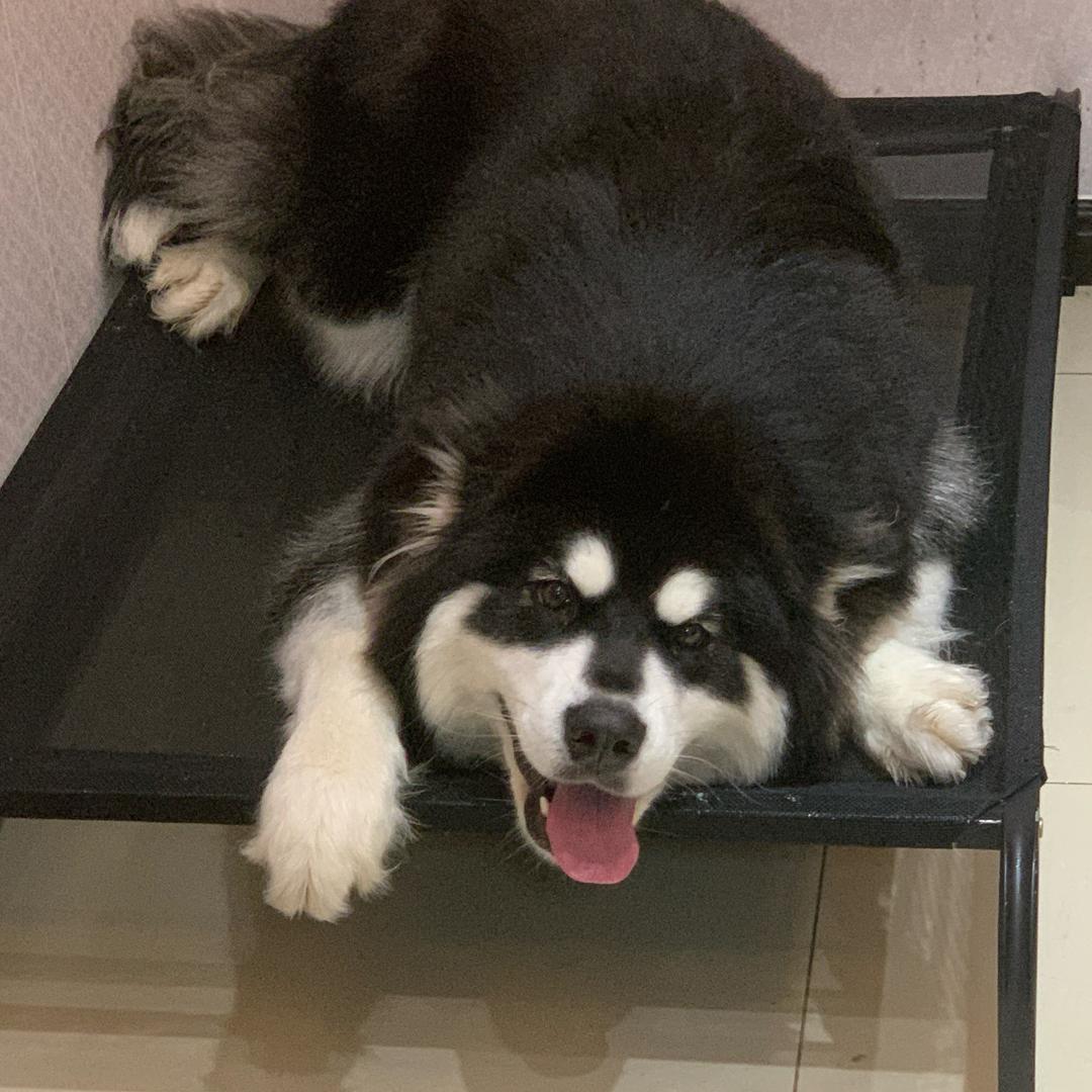 迈哈哈