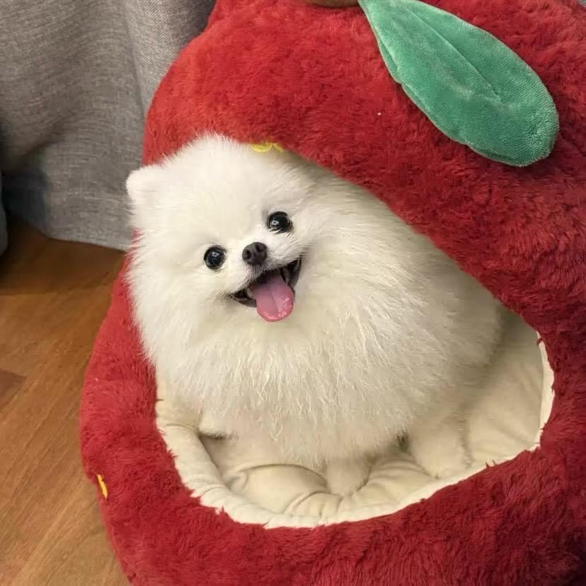 水果吃不饱饭呢