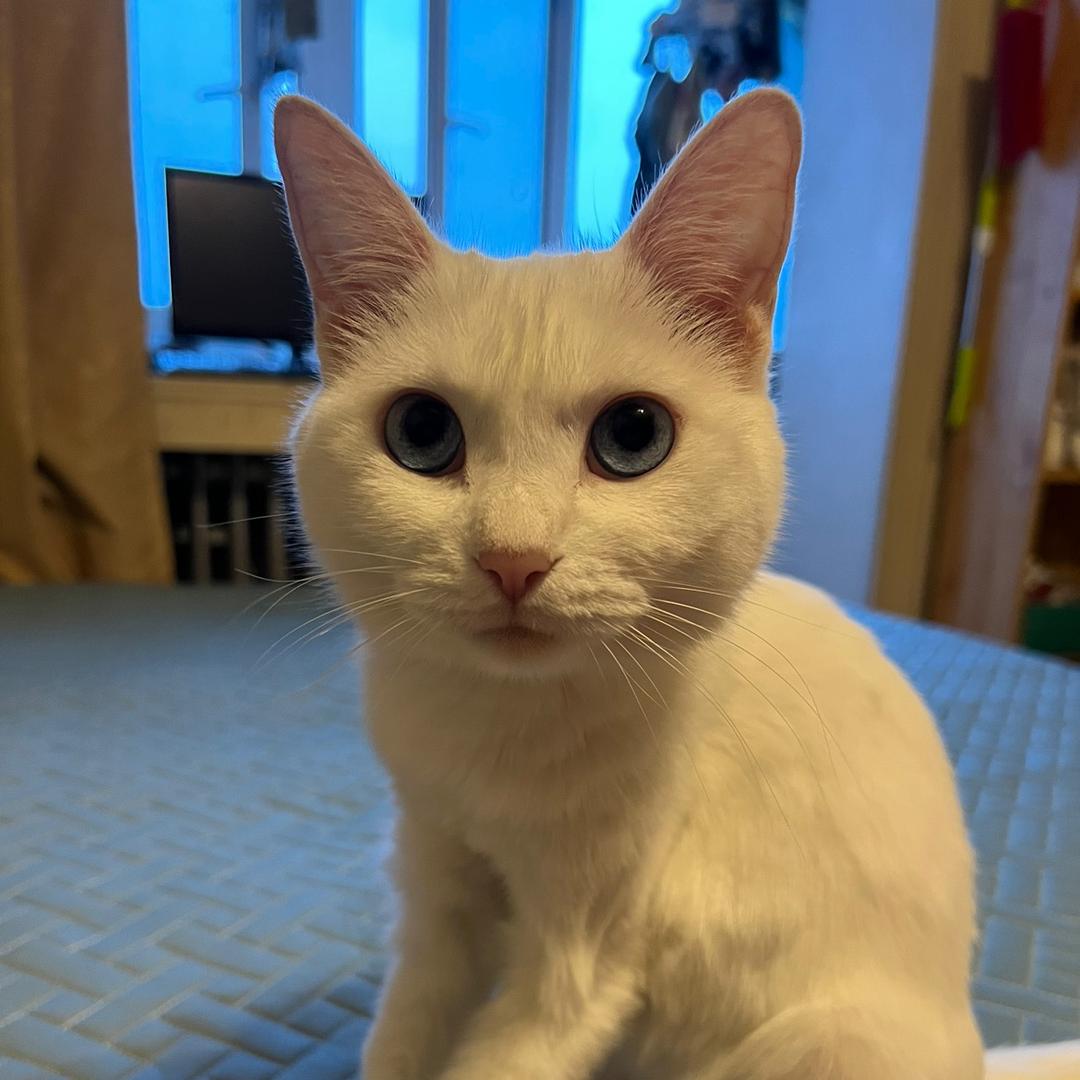 班小灰是只猫