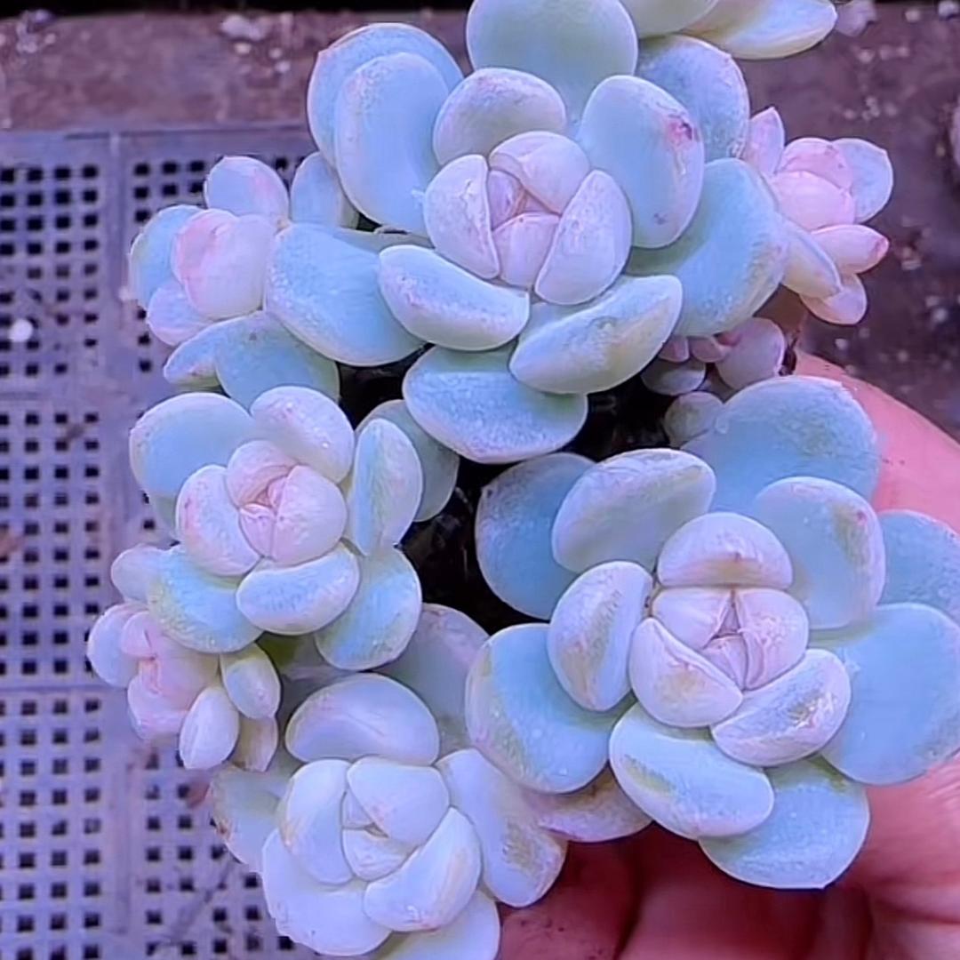 安然～⁴¹³