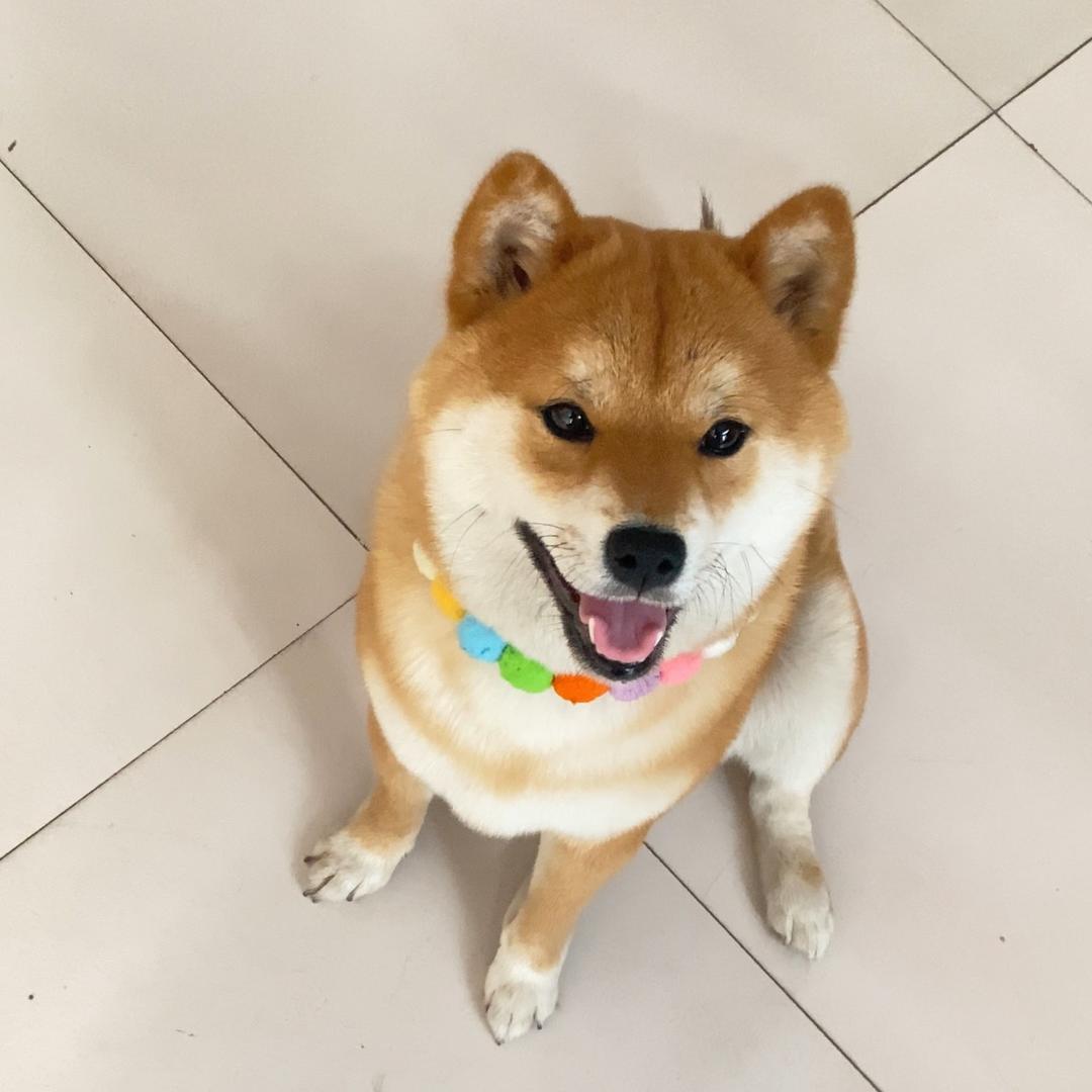 小柴得福。
