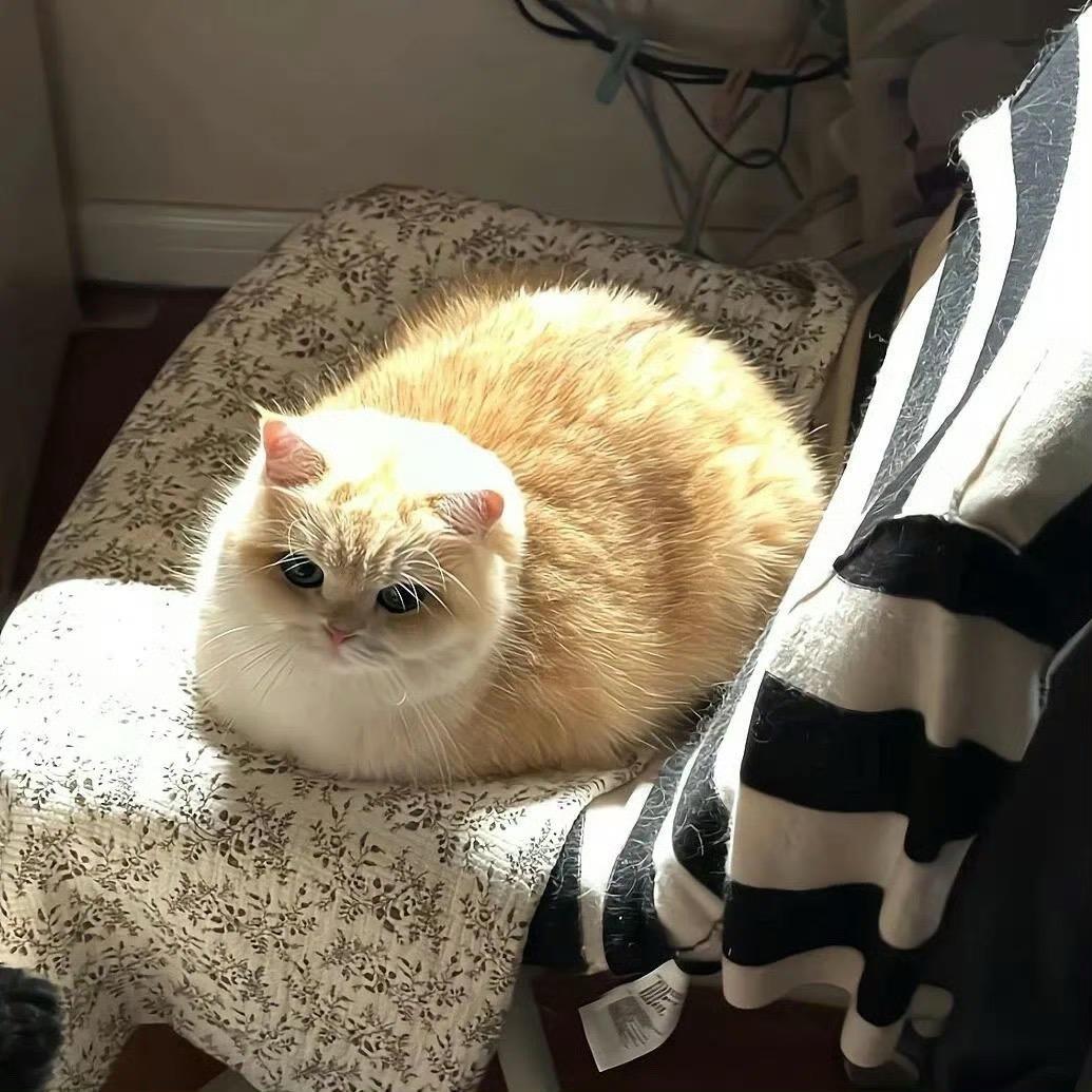 猫猫🐈