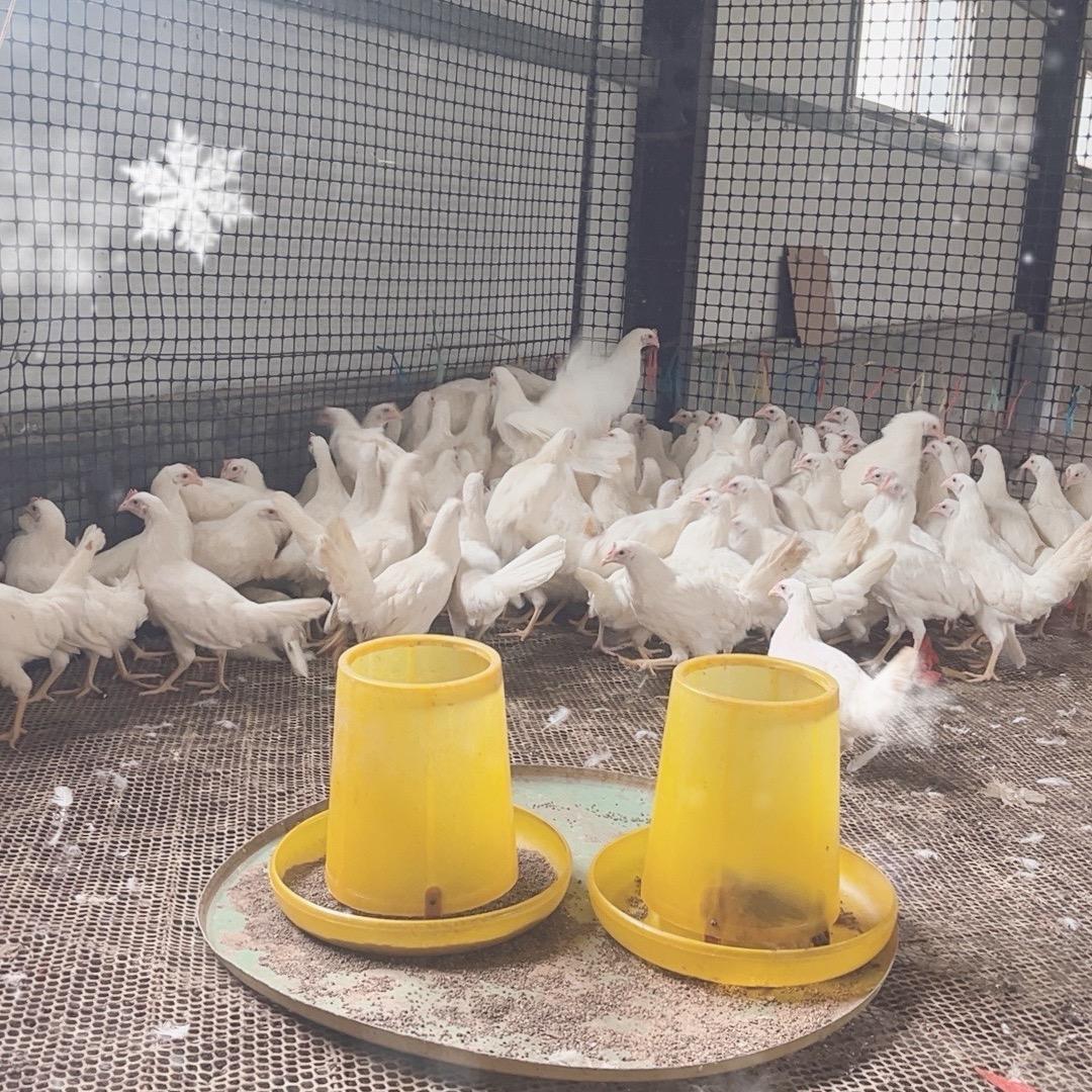 农场家禽养殖