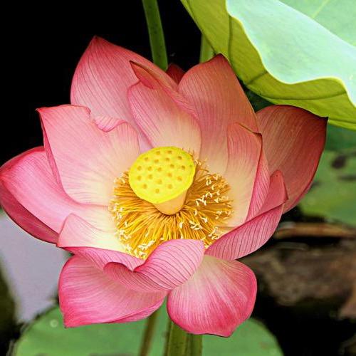 梵泽福实木供桌源头工厂