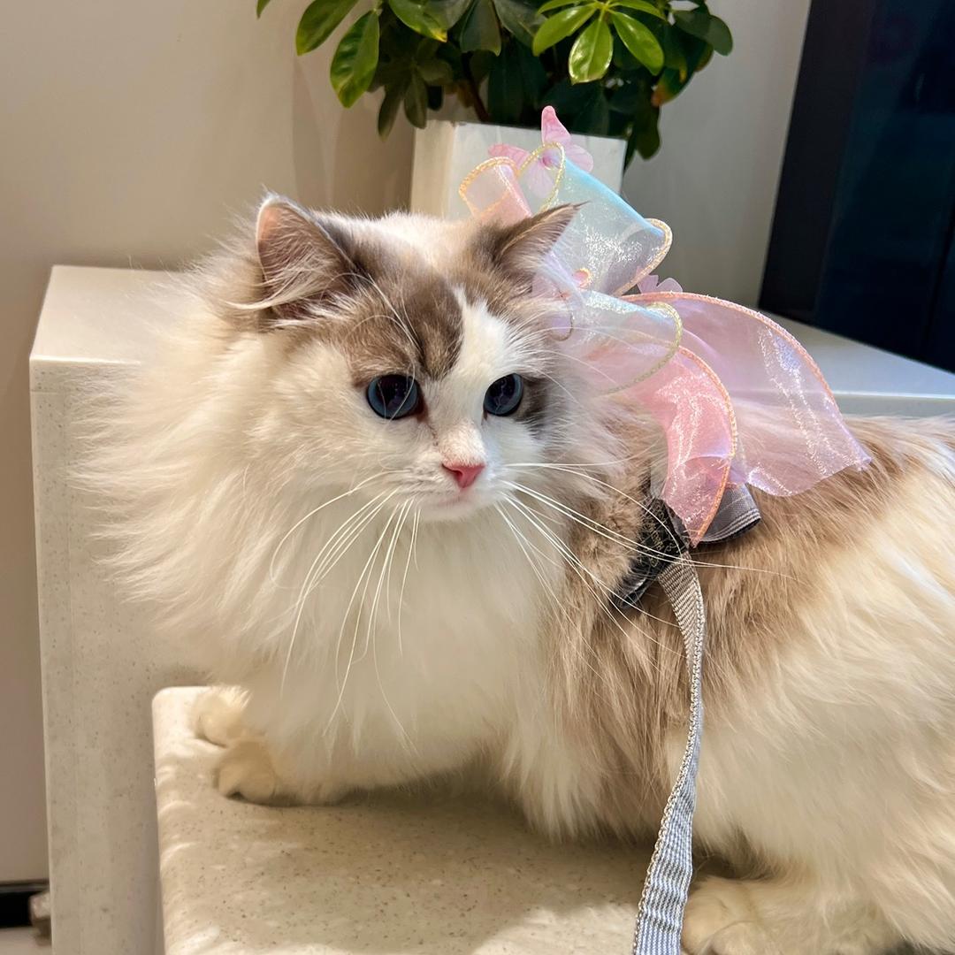 嘟嘟是只小馋猫