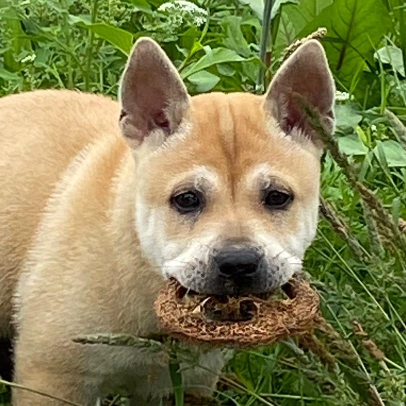 田园犬土豆