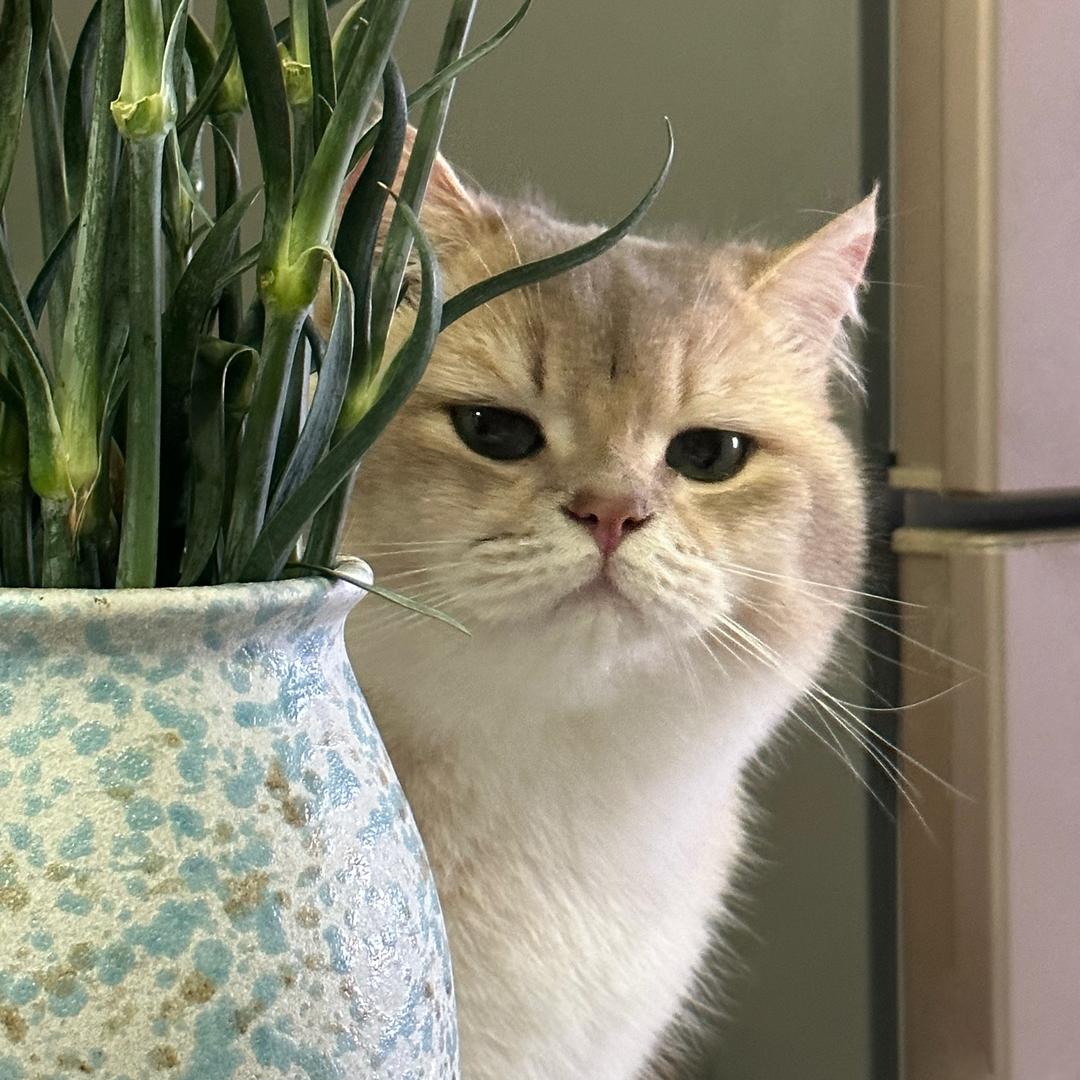 皮了个蛋